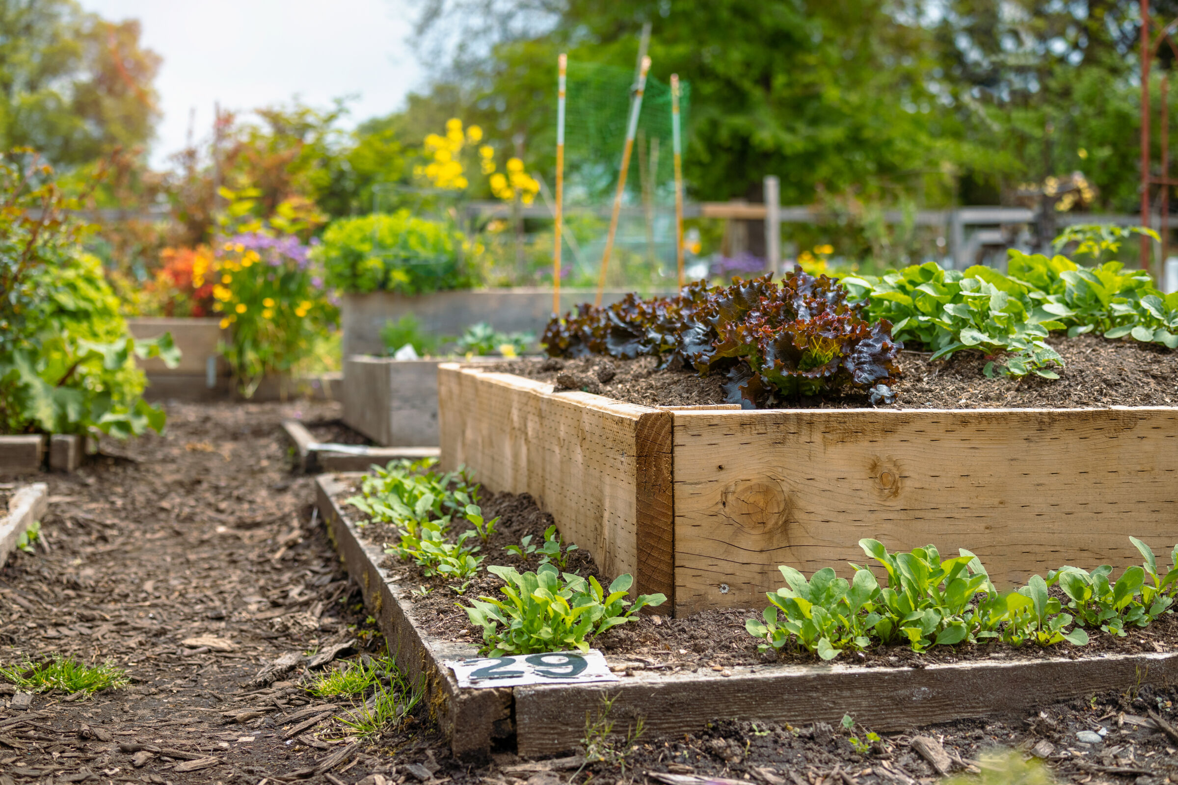 Raised Garden Beds