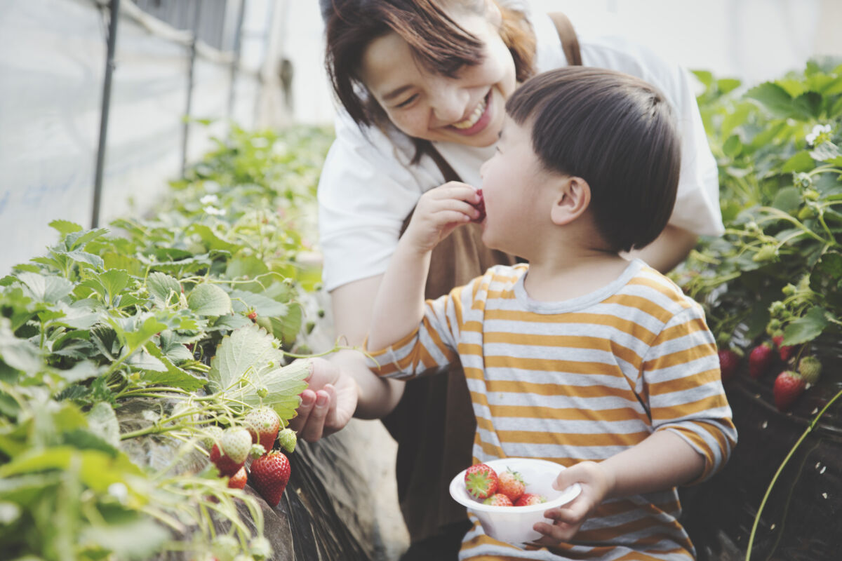 Mother and son picking strawberries