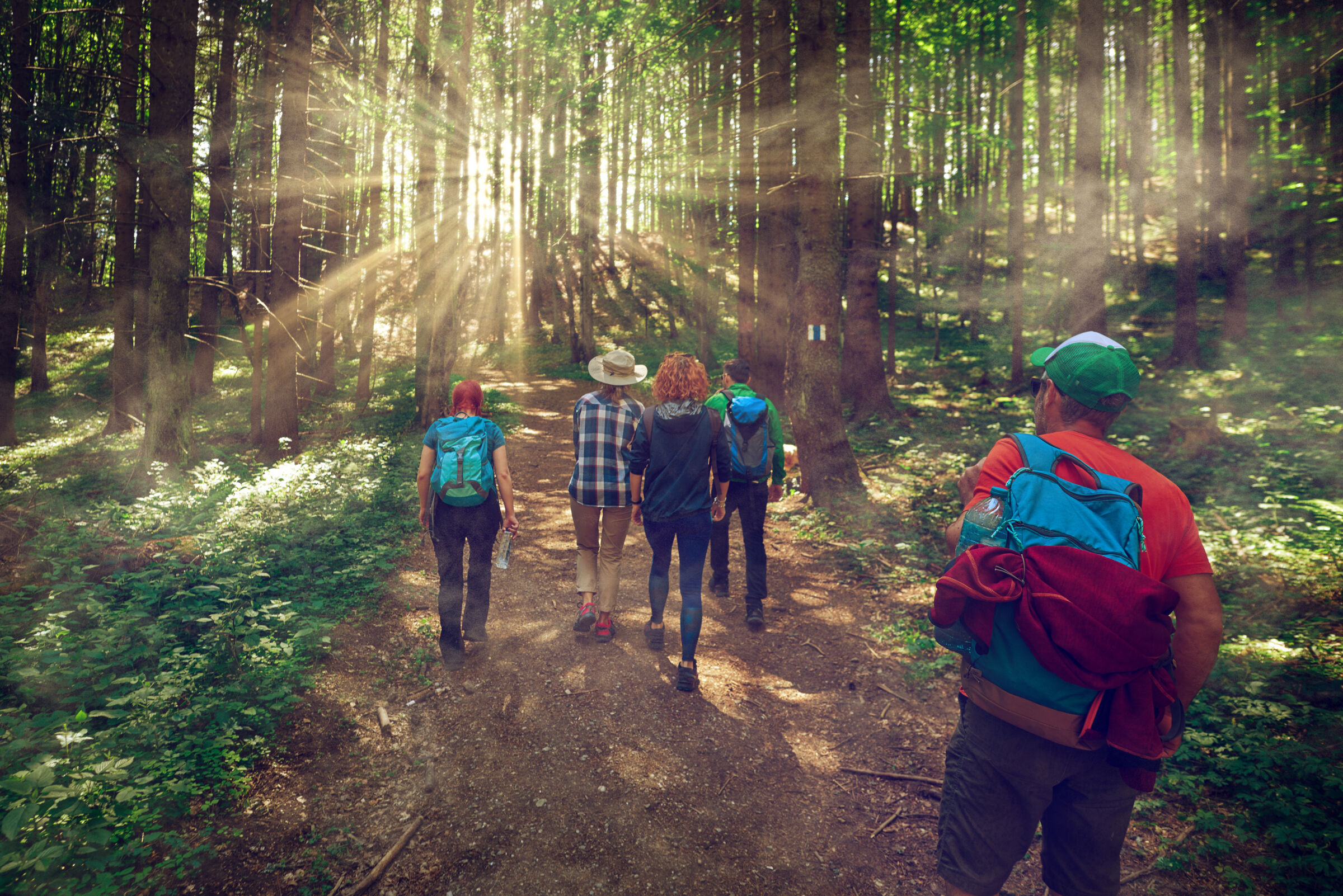 Group of people hiking in a forest