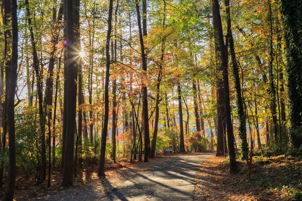 Pathway in a park