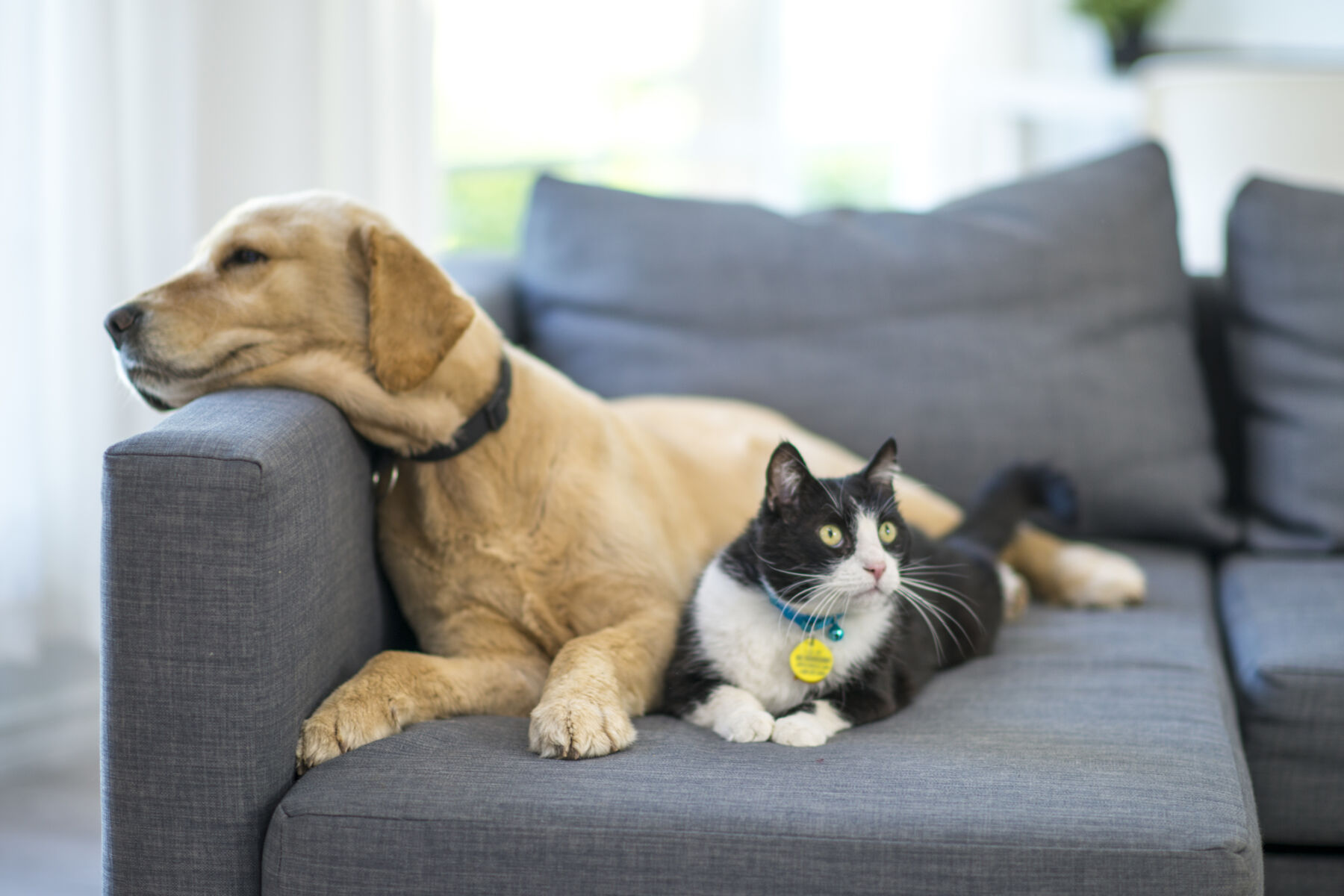 Dog and cat relaxing on a couch