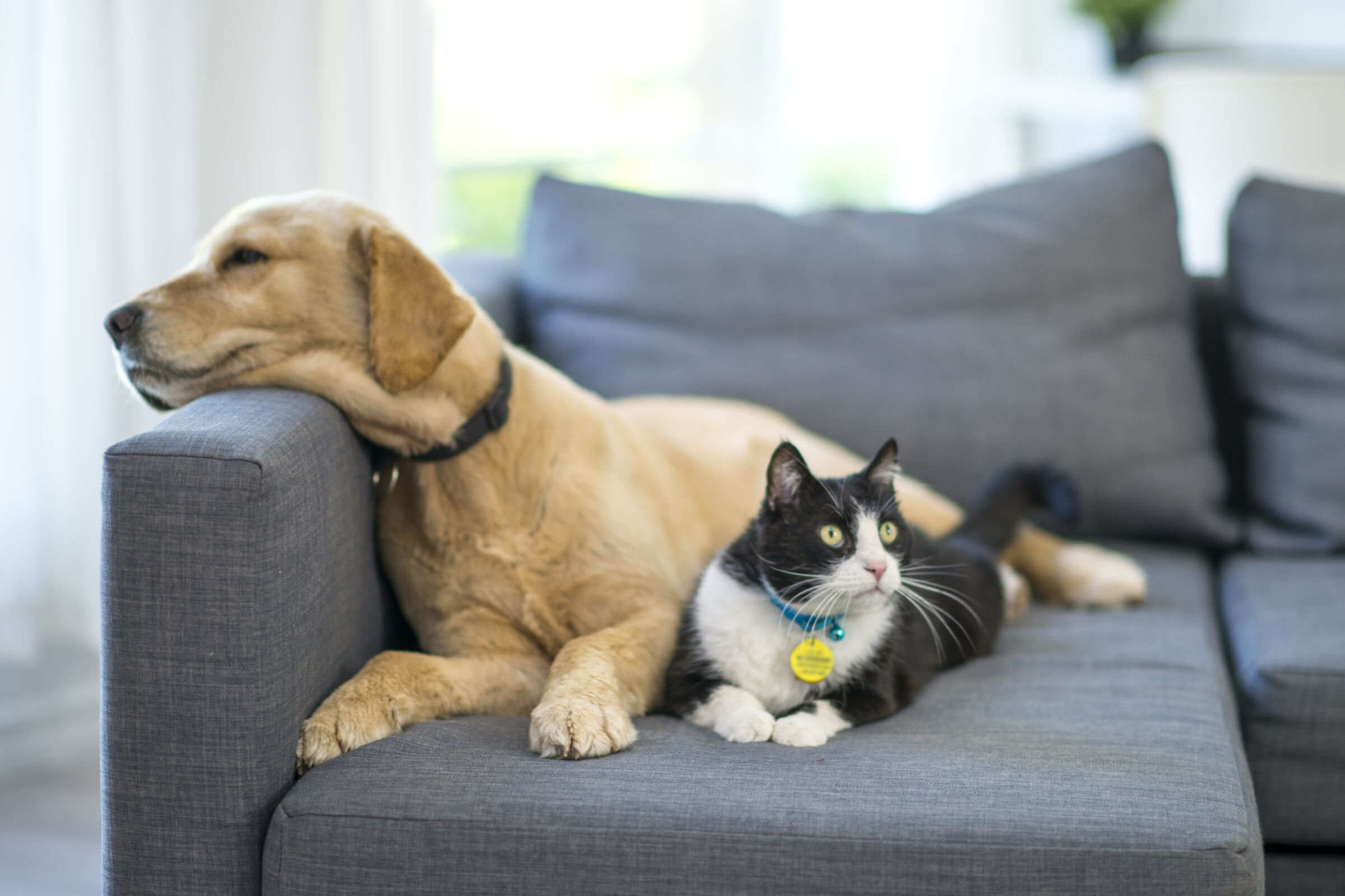 Dog and cat relaxing on a couch