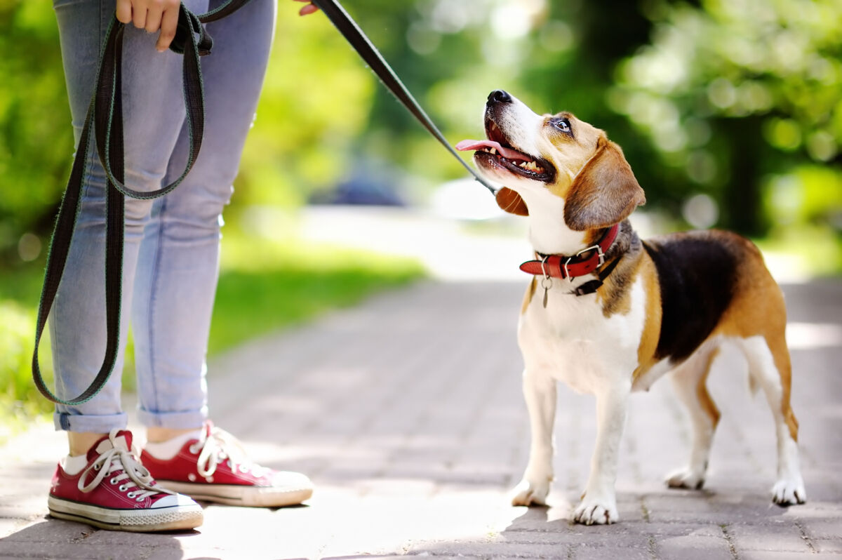 Dog on a leash in a park