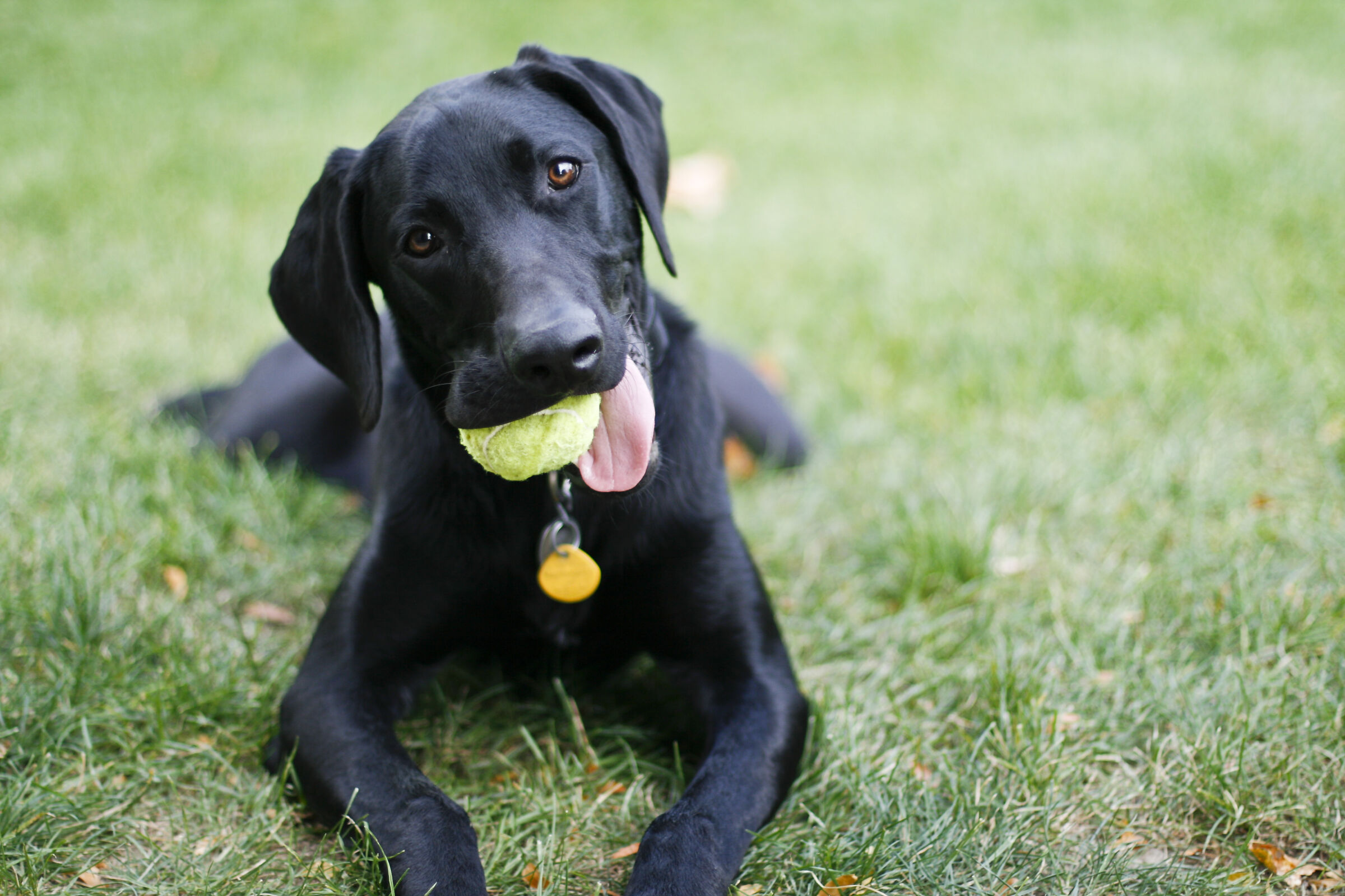 Dog playing with a ball in a field