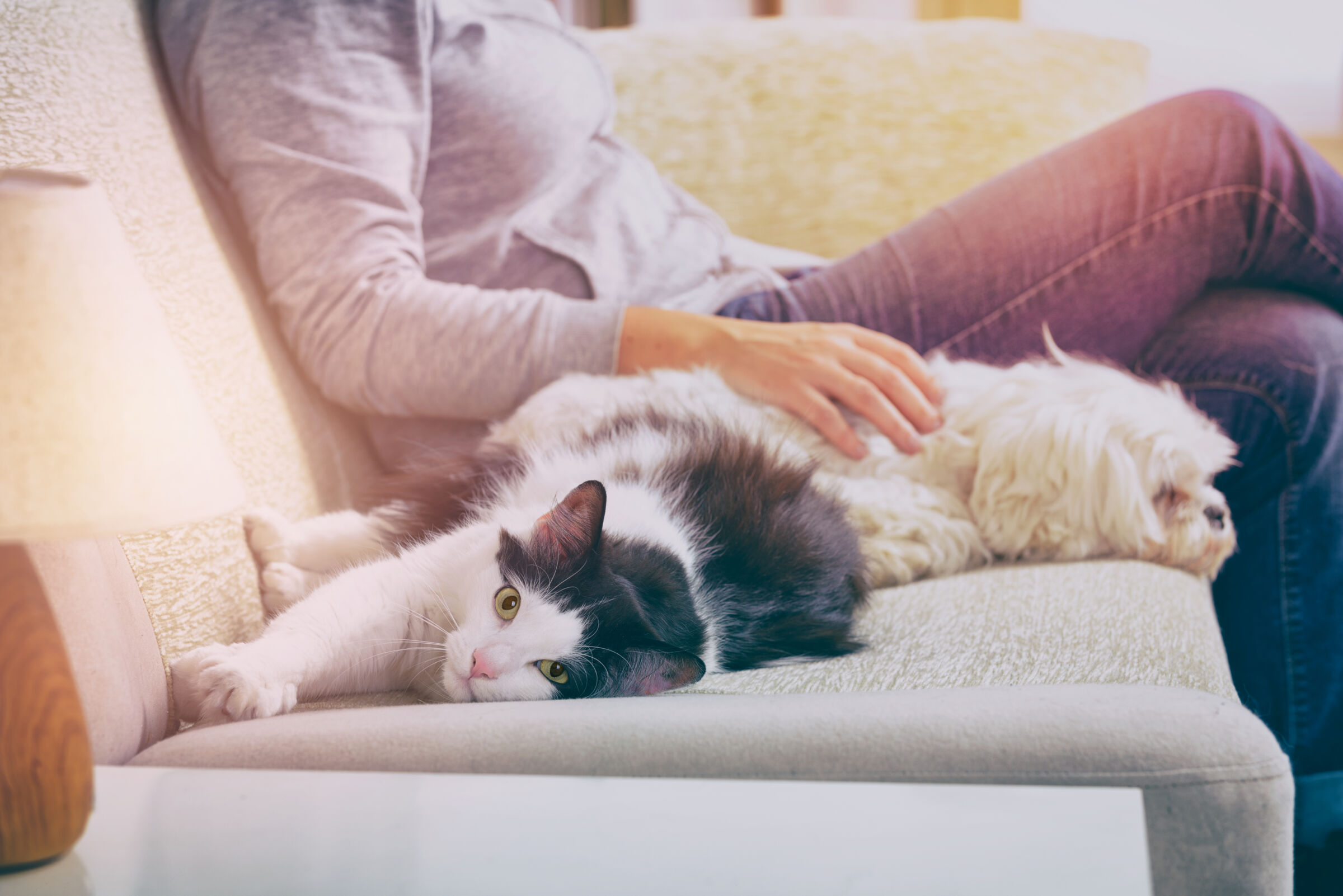 Cat and dog laying on couch with a person
