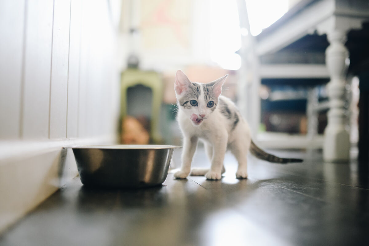 Tiny kitten eating a meal