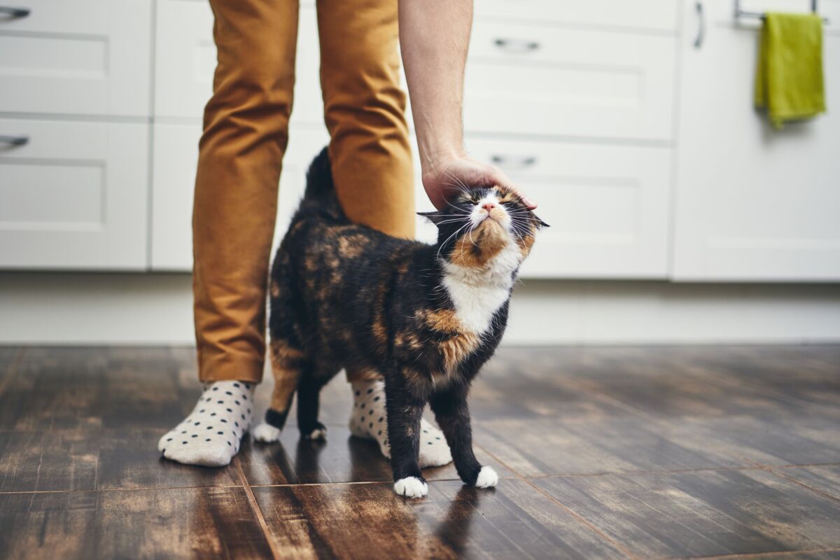 Petting a cat in the kitchen