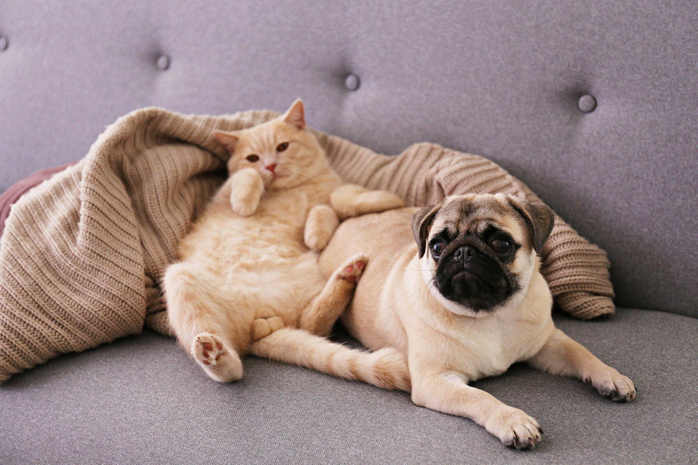 Cat and dog laying down on a couch