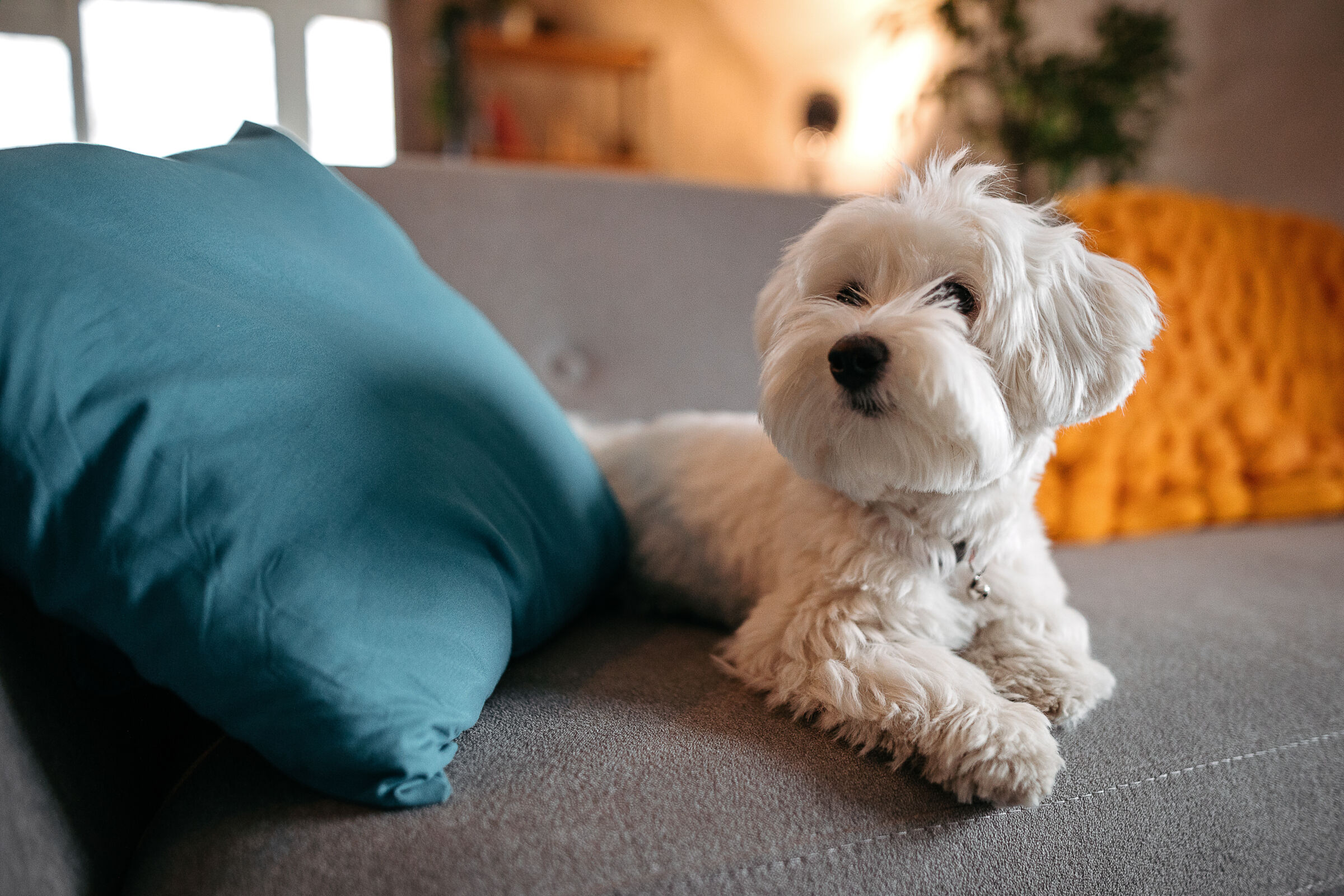 Little dog laying on the couch