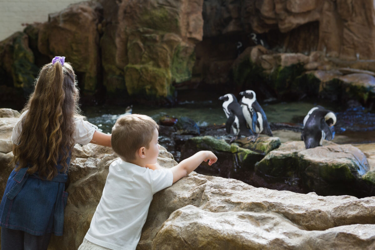 two children watching penguins at zoo