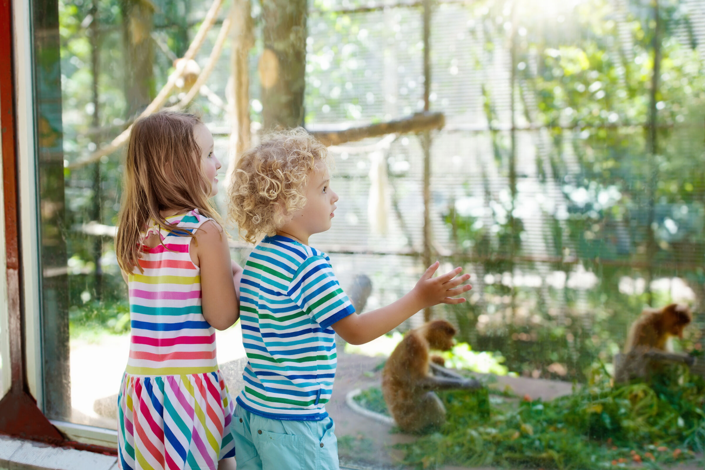 young children at zoo looking at monkeys