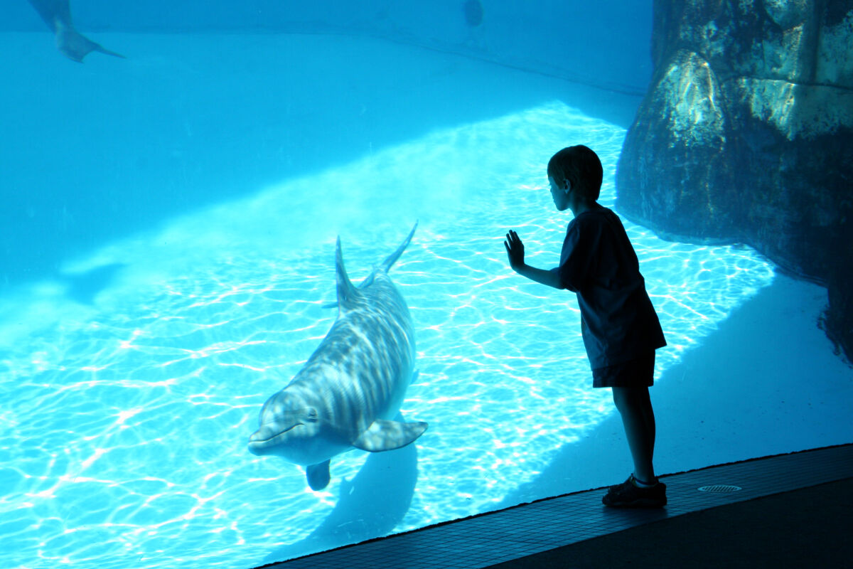 boy at aquarium watching dolphin