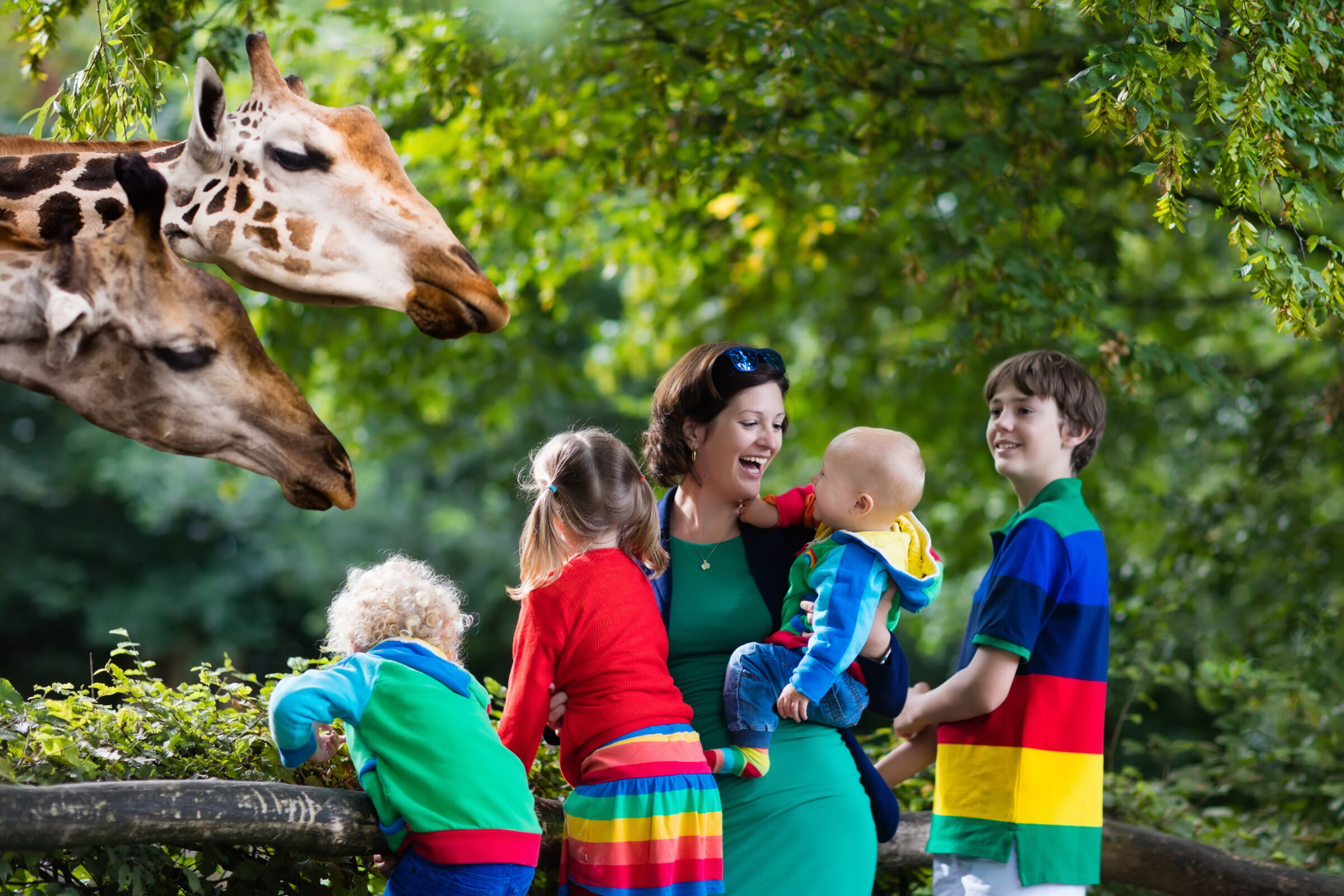 family in rainbow colors watching giraffes at a zoo