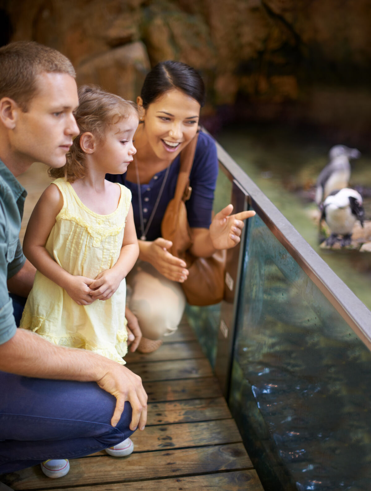 family with young daughter looking at penguins in zoo