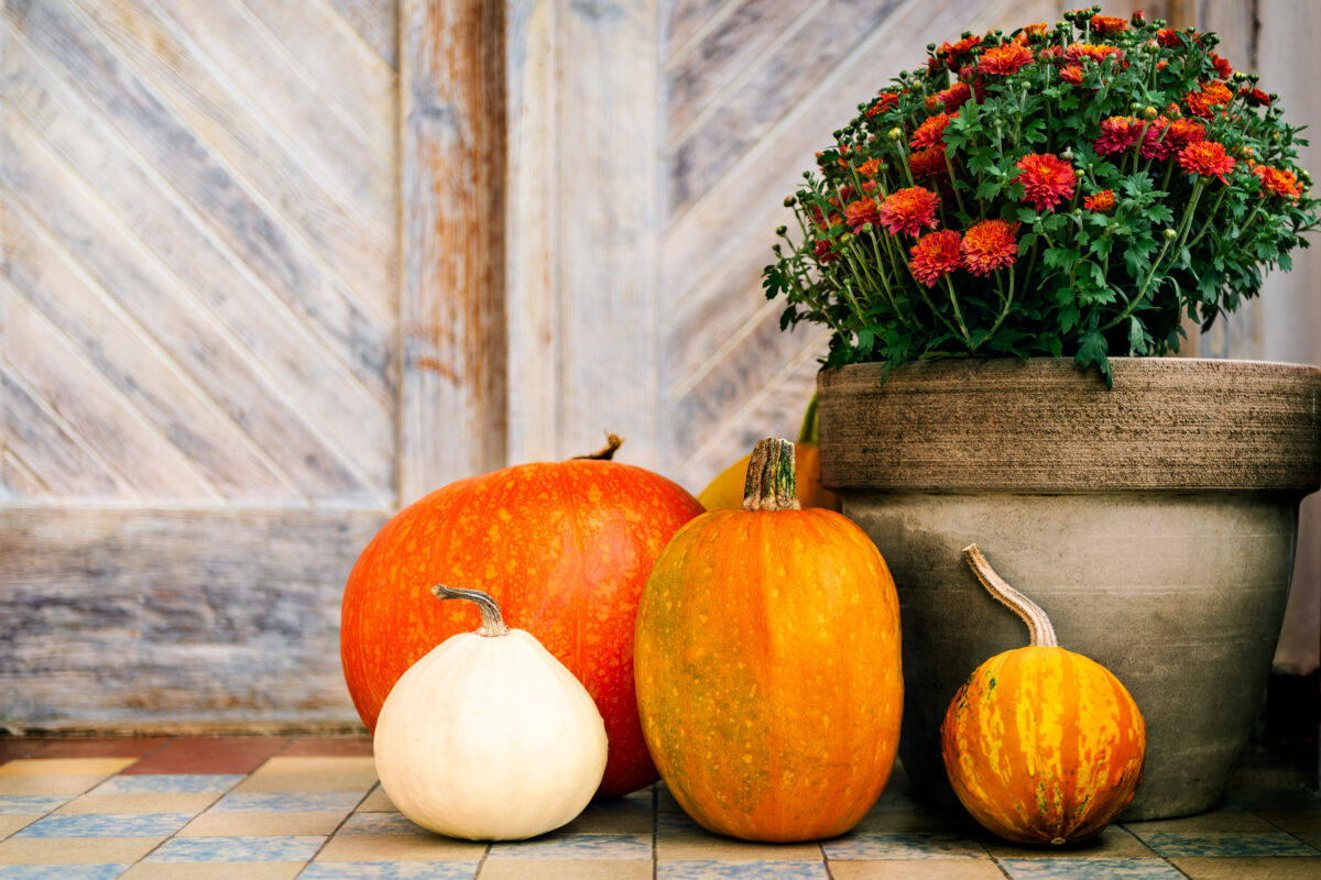 Autumnal Squash and Potted Plant
