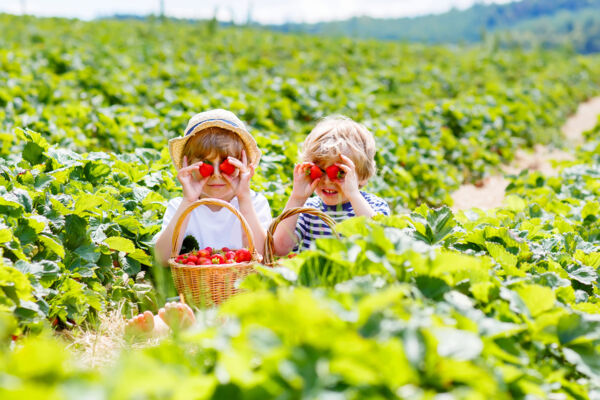 Strawberry Picking