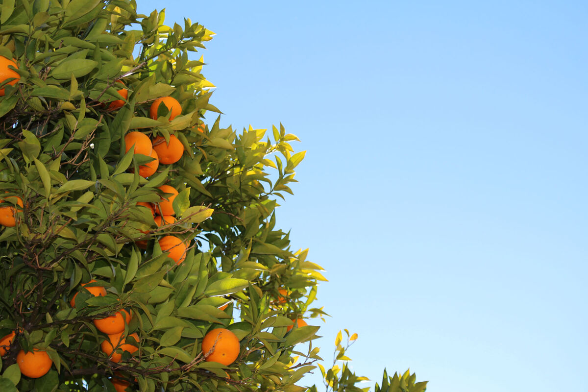 oranges
