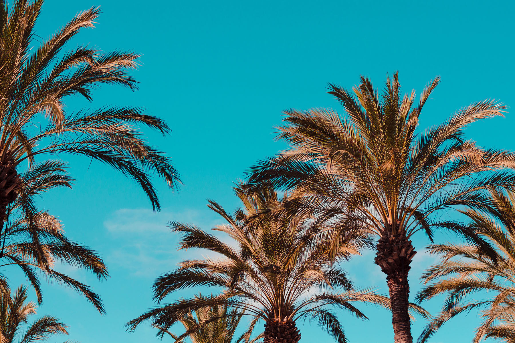 palm trees