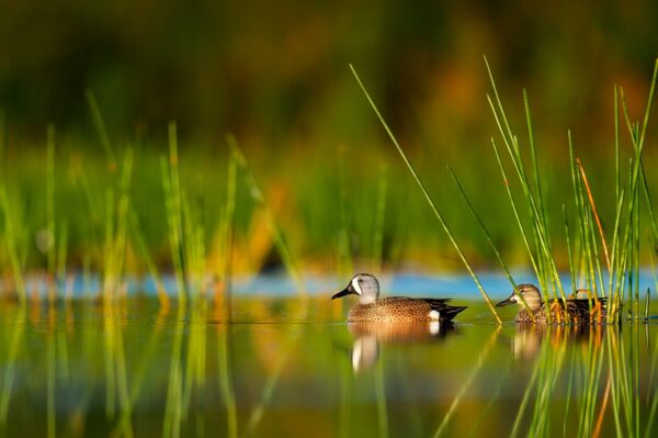 Ducks in lake