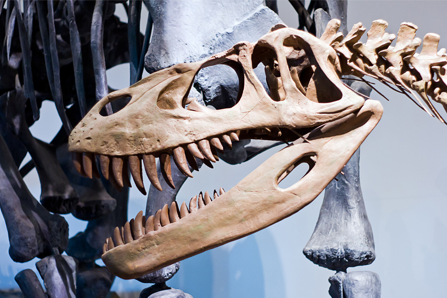 Dinosaur