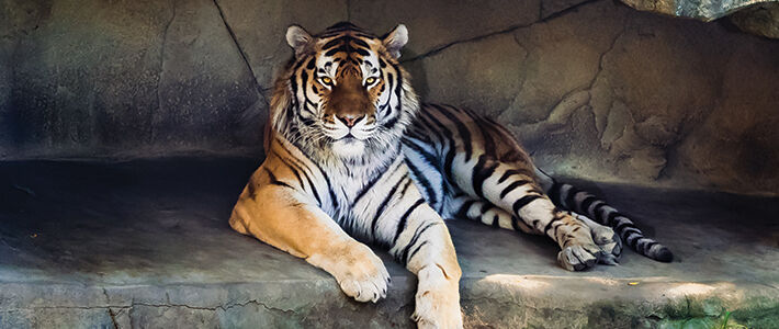 Zoo Tiger