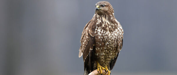 Carolina Raptor Center
