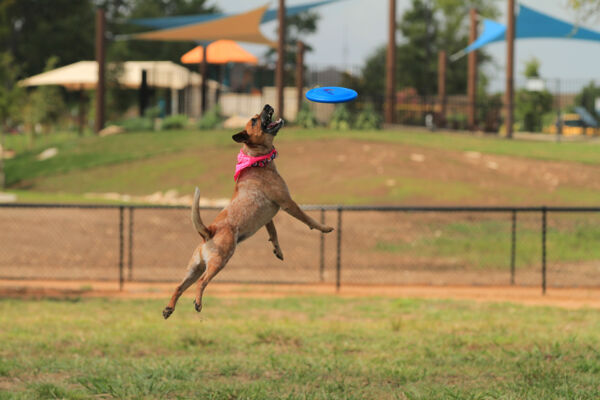 MorningStar Dog Park