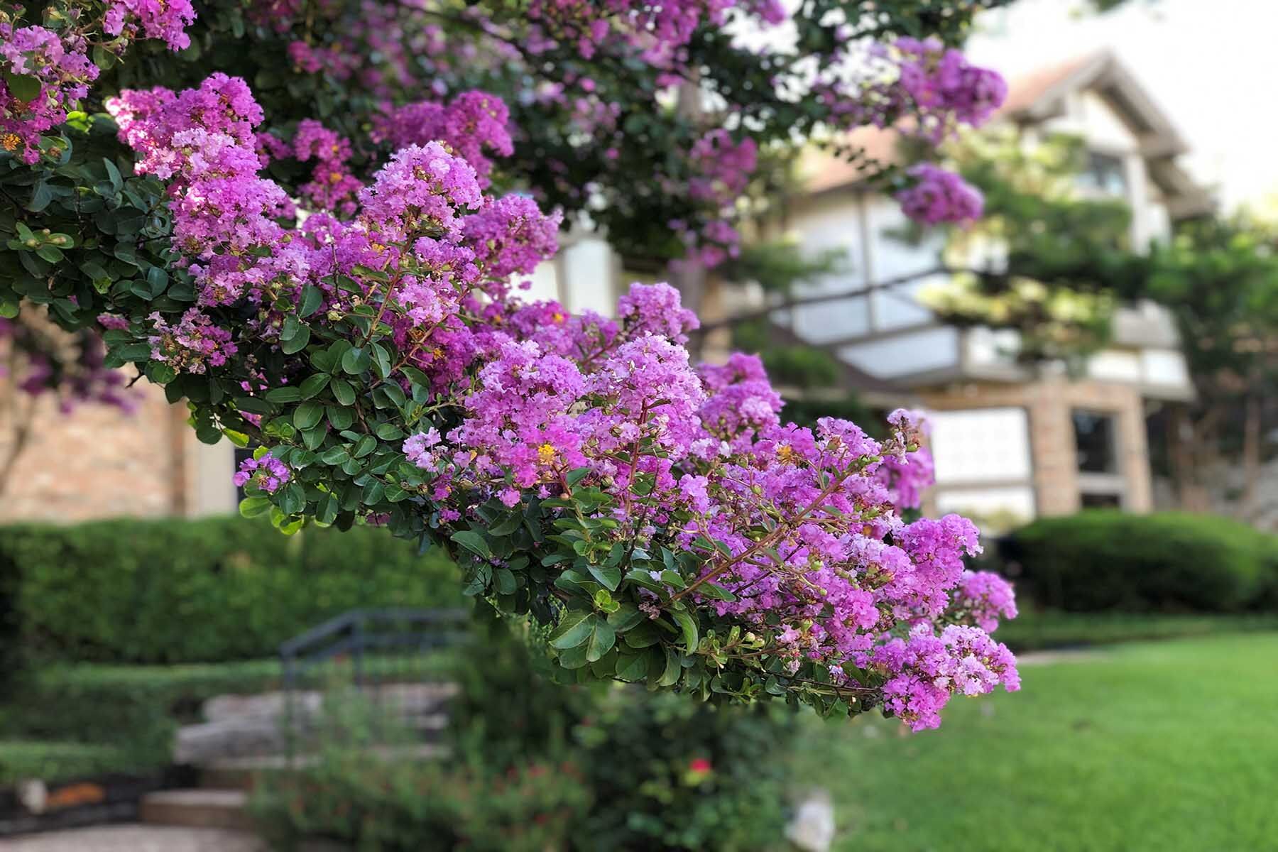 Crepe Myrtle