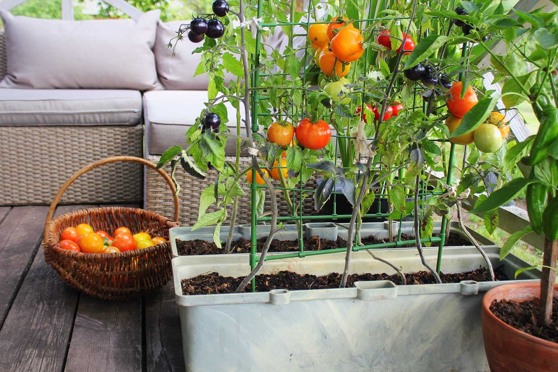 Garden
