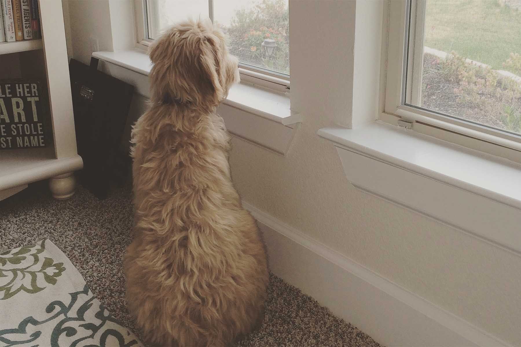 Hank