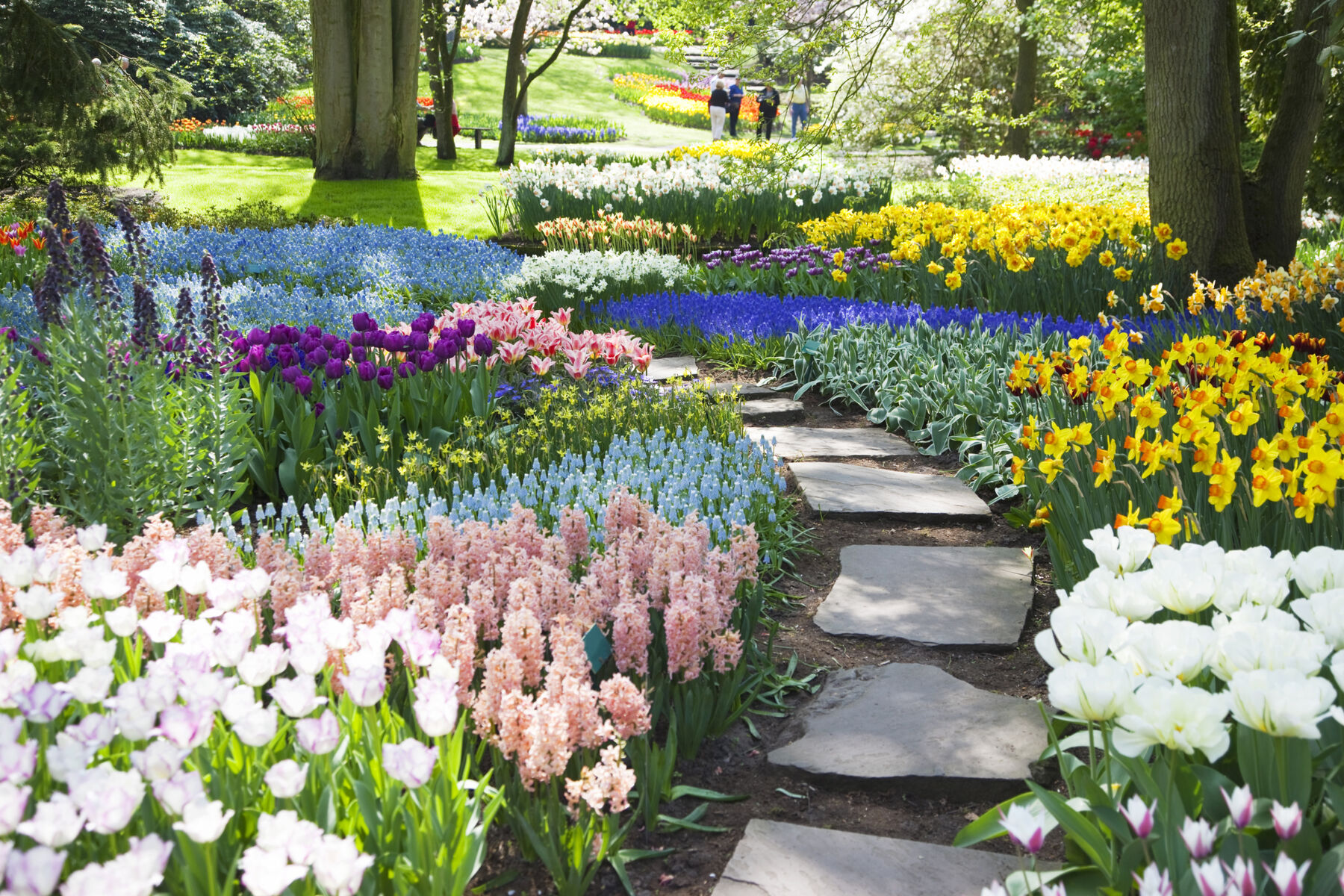 garden with flowers