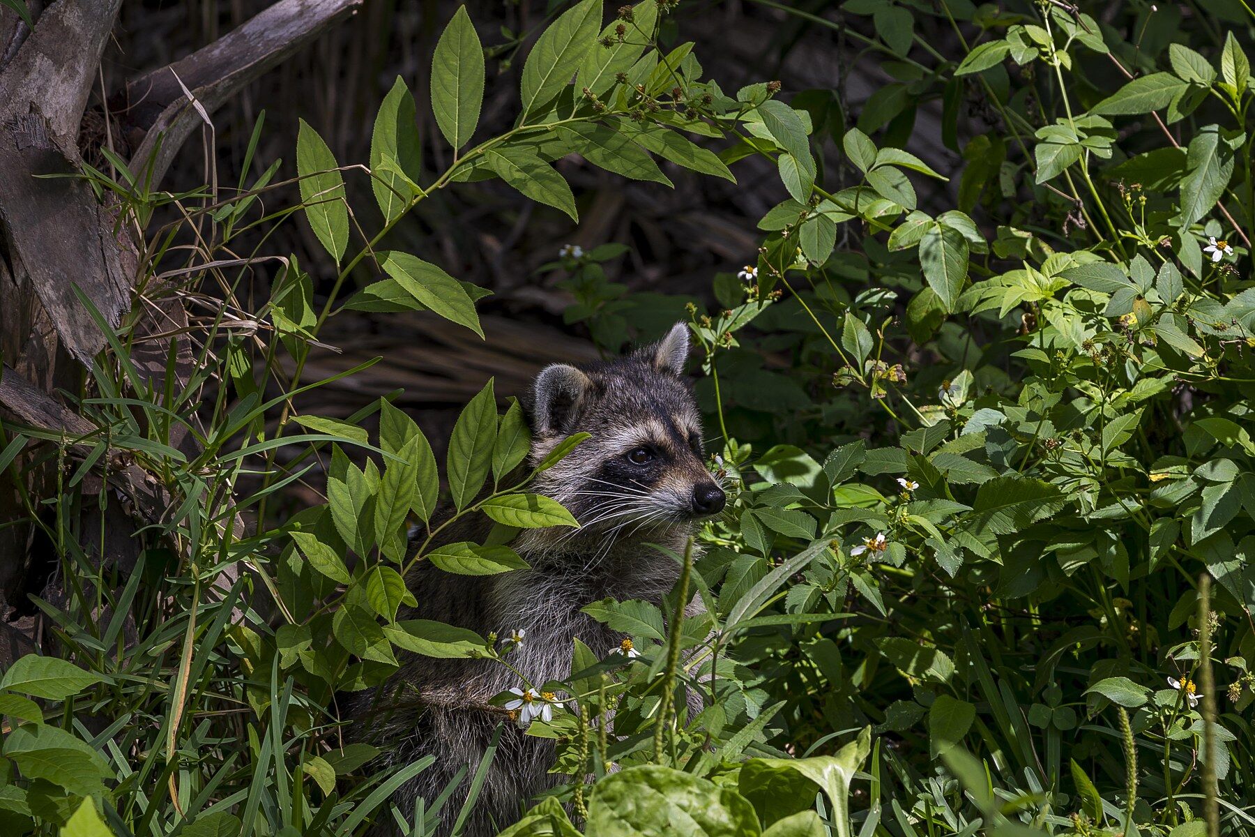 Raccoon