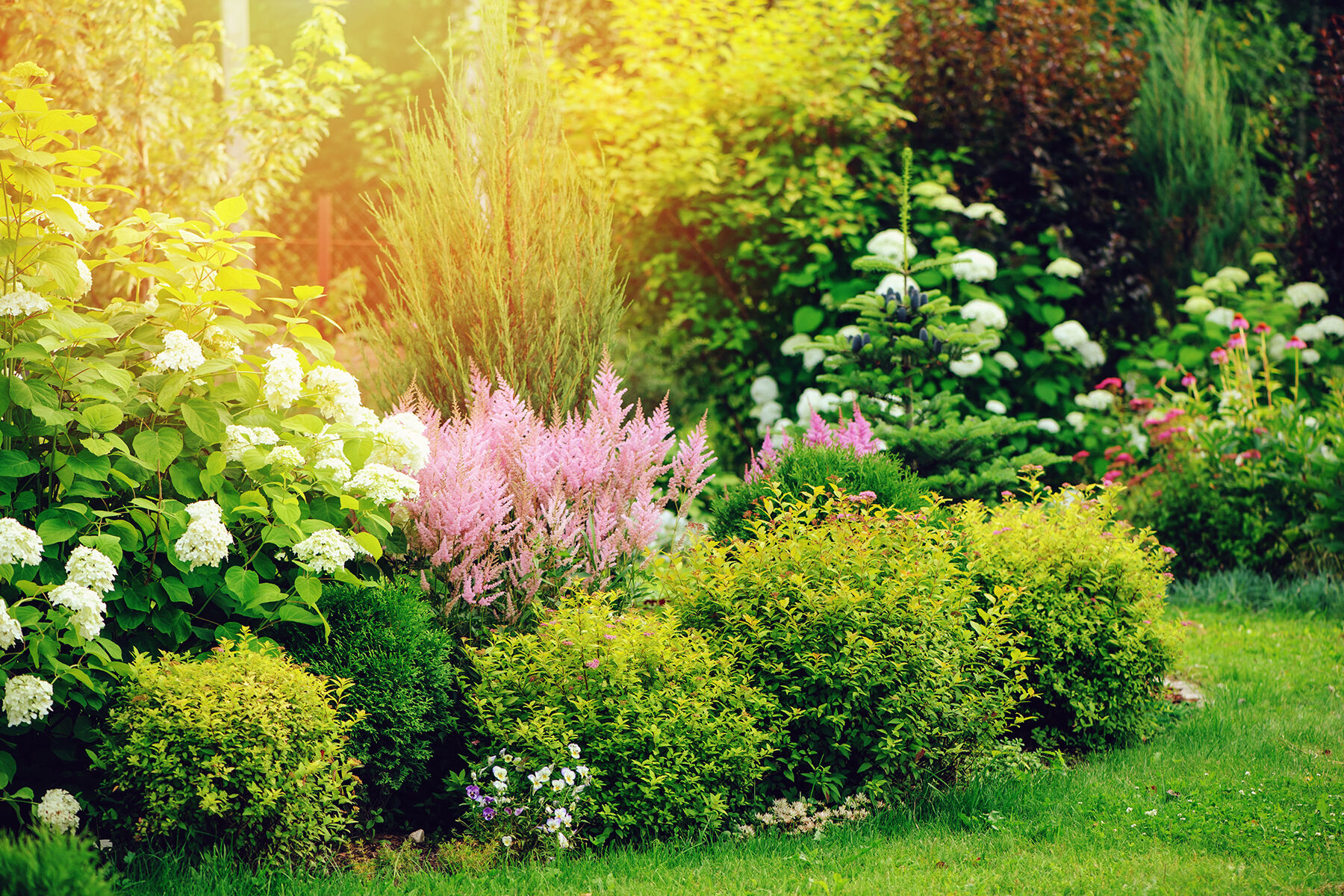 Shrubs