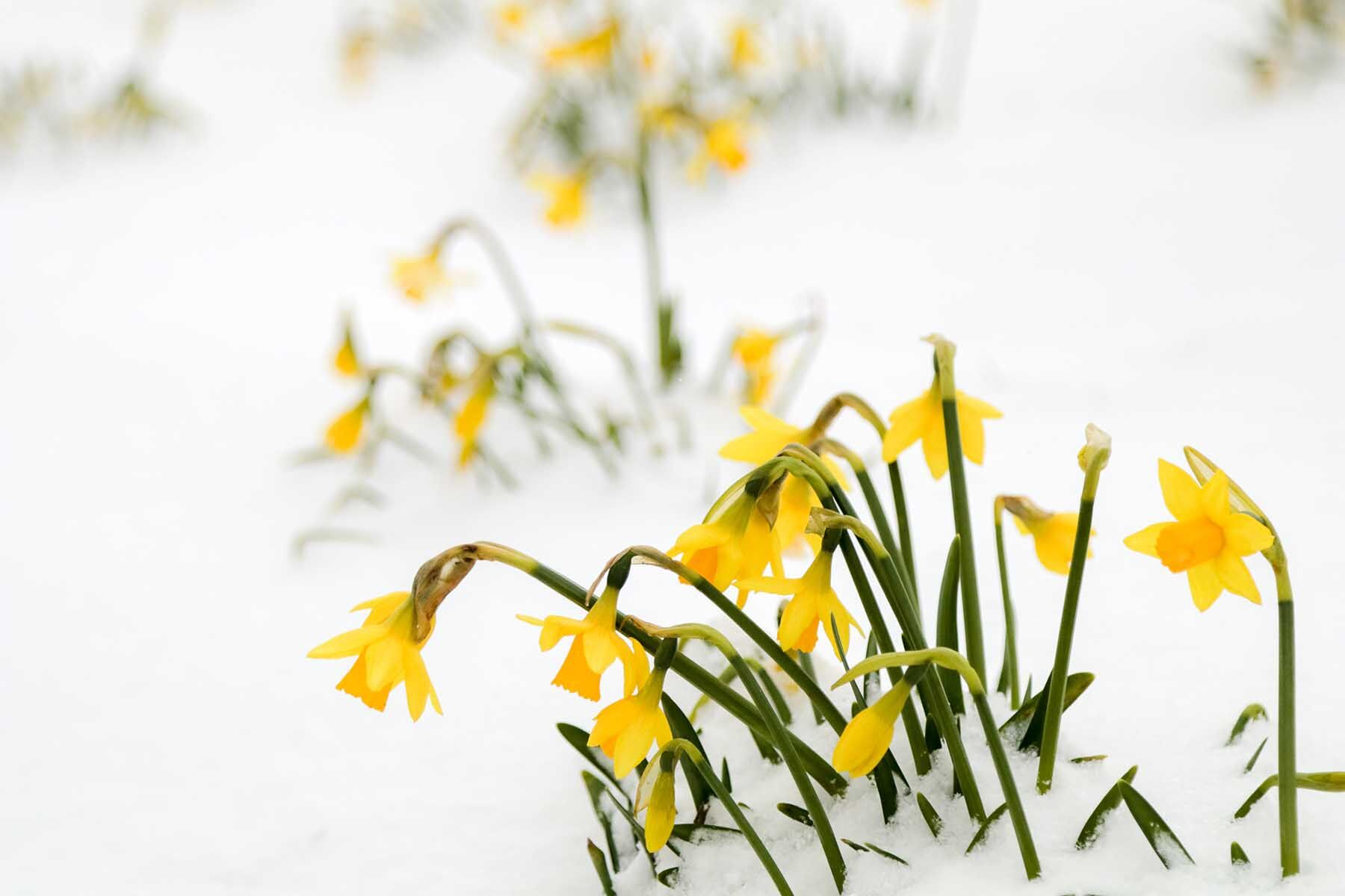 Spring Flowers with Snow