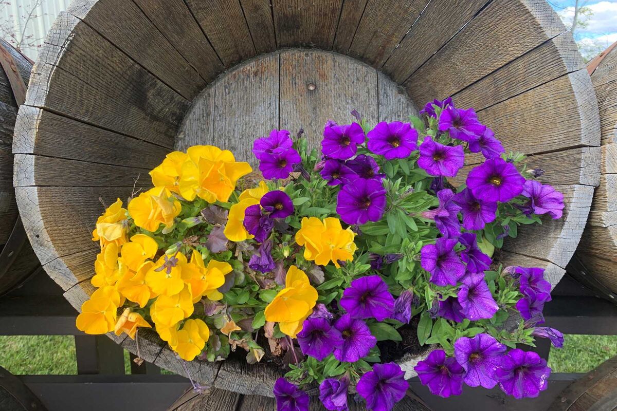 Bucket of Flowers