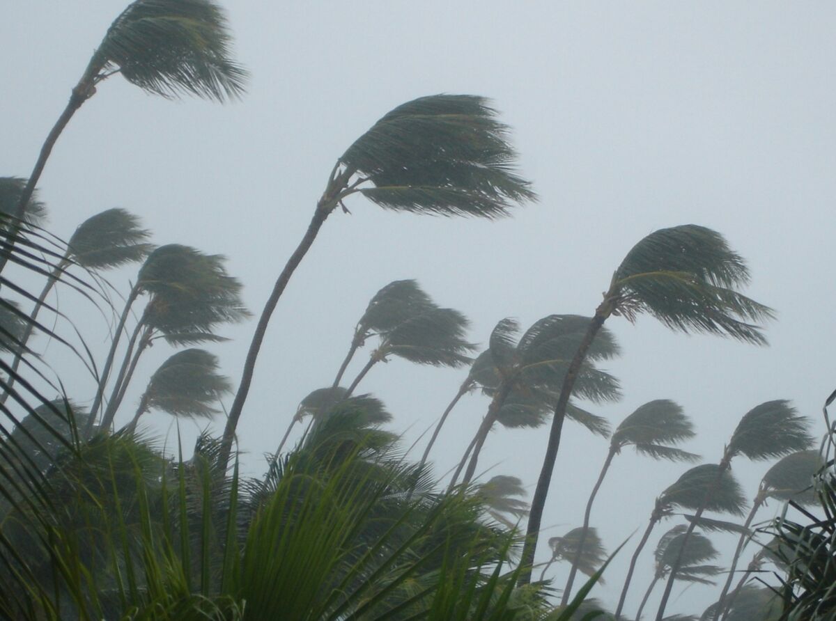 Palm Trees in Hurricane