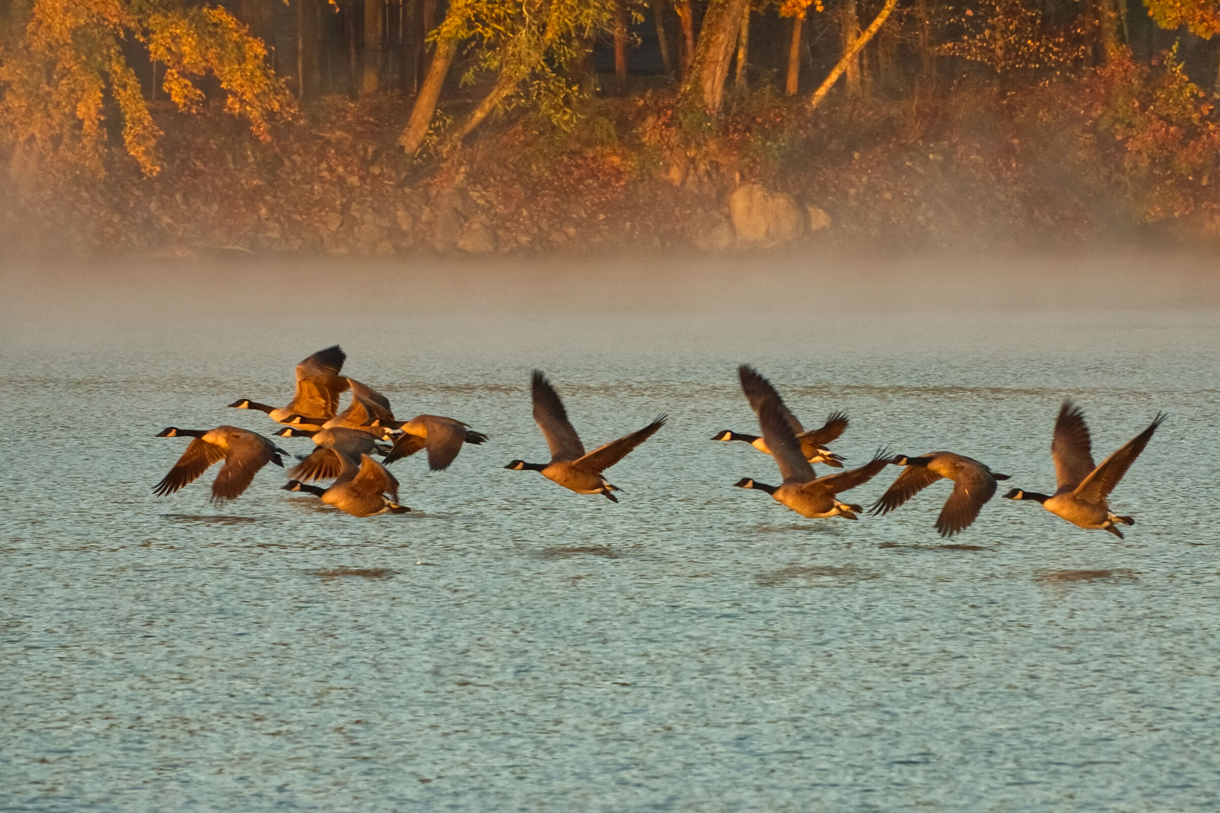 Geese flying over river