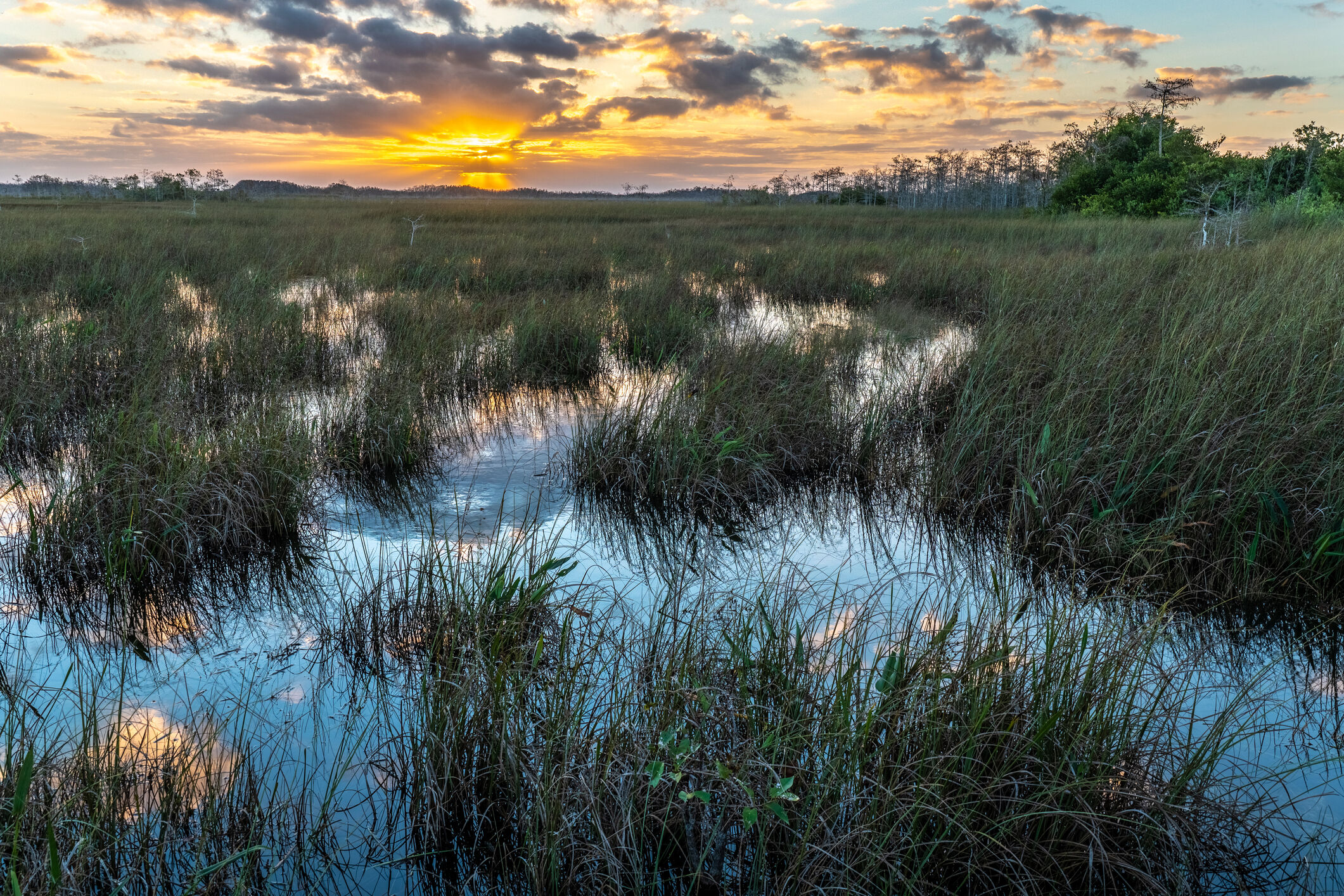 Marsh in Florida