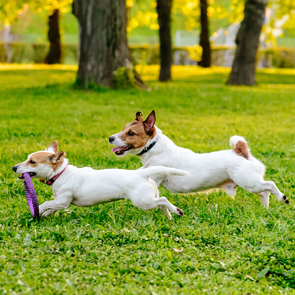 Dogs