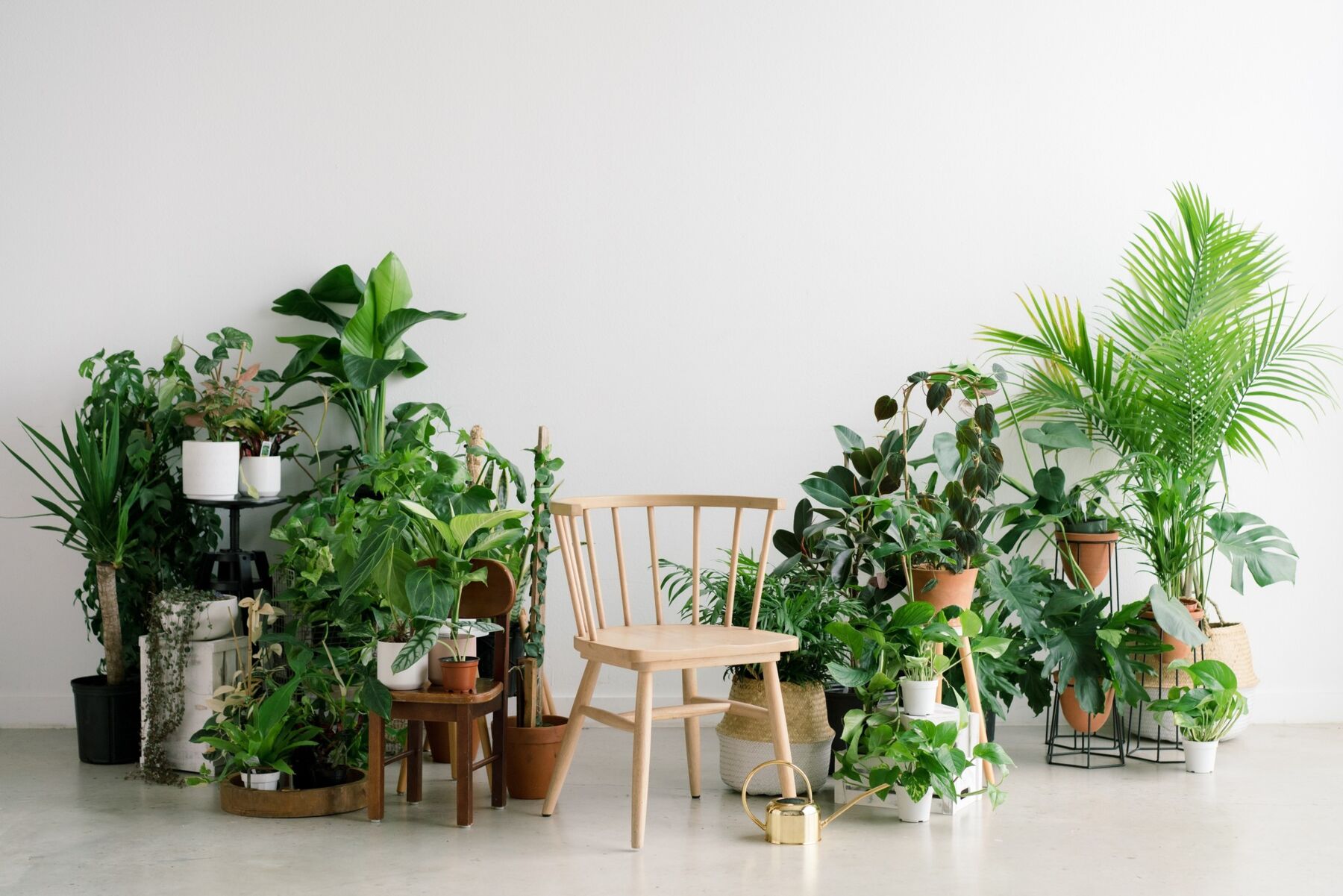 Plants