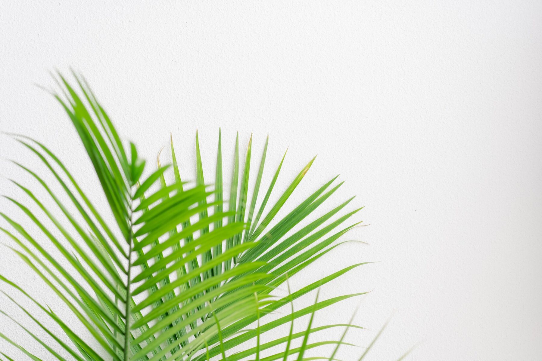 Palm Plant