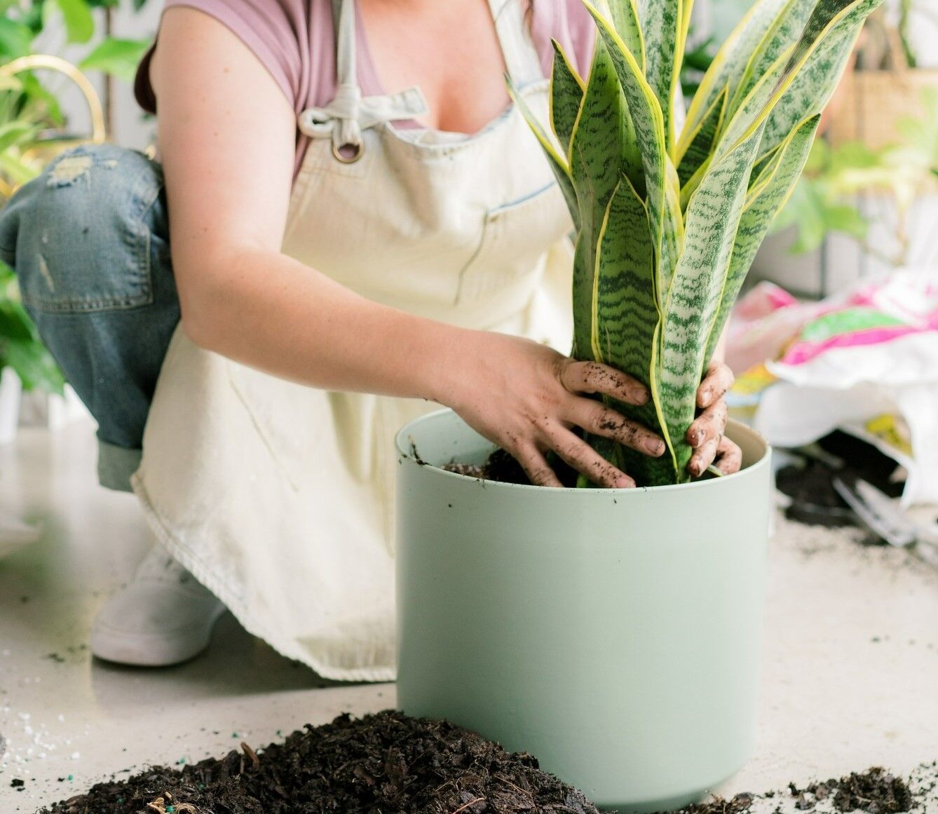 Plants - Header