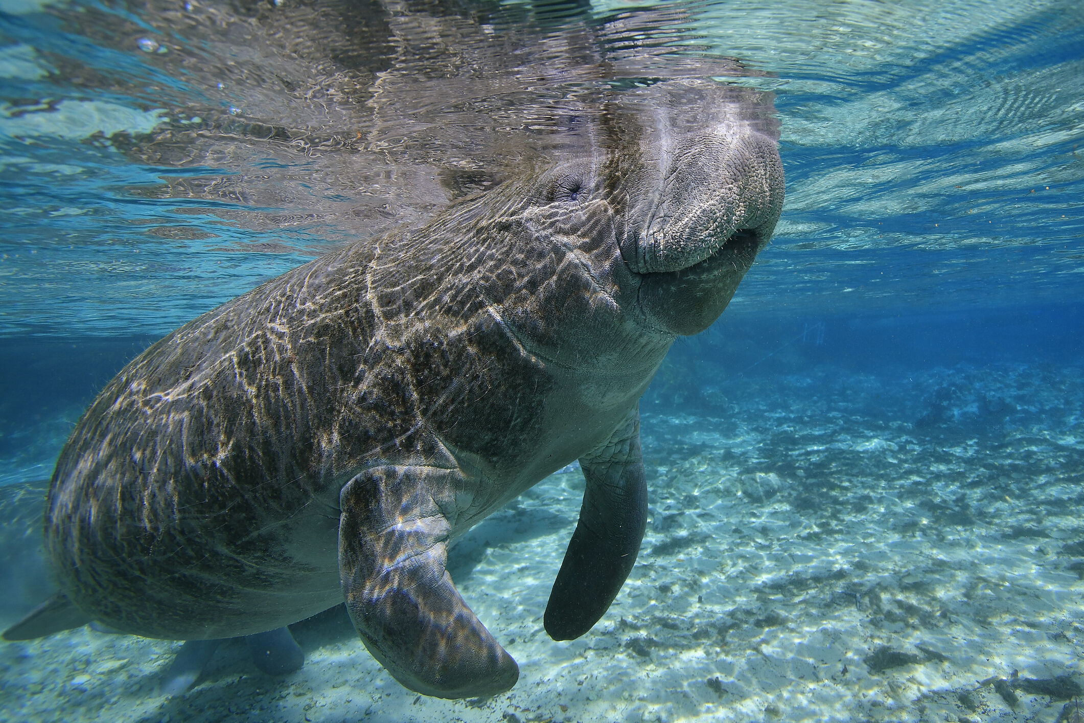 Manatee