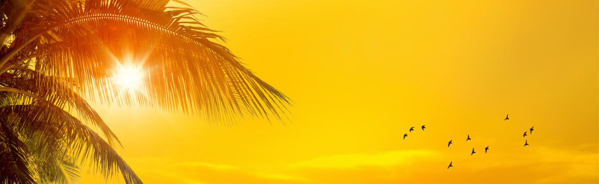 Orange Fly and Buy Website Banner