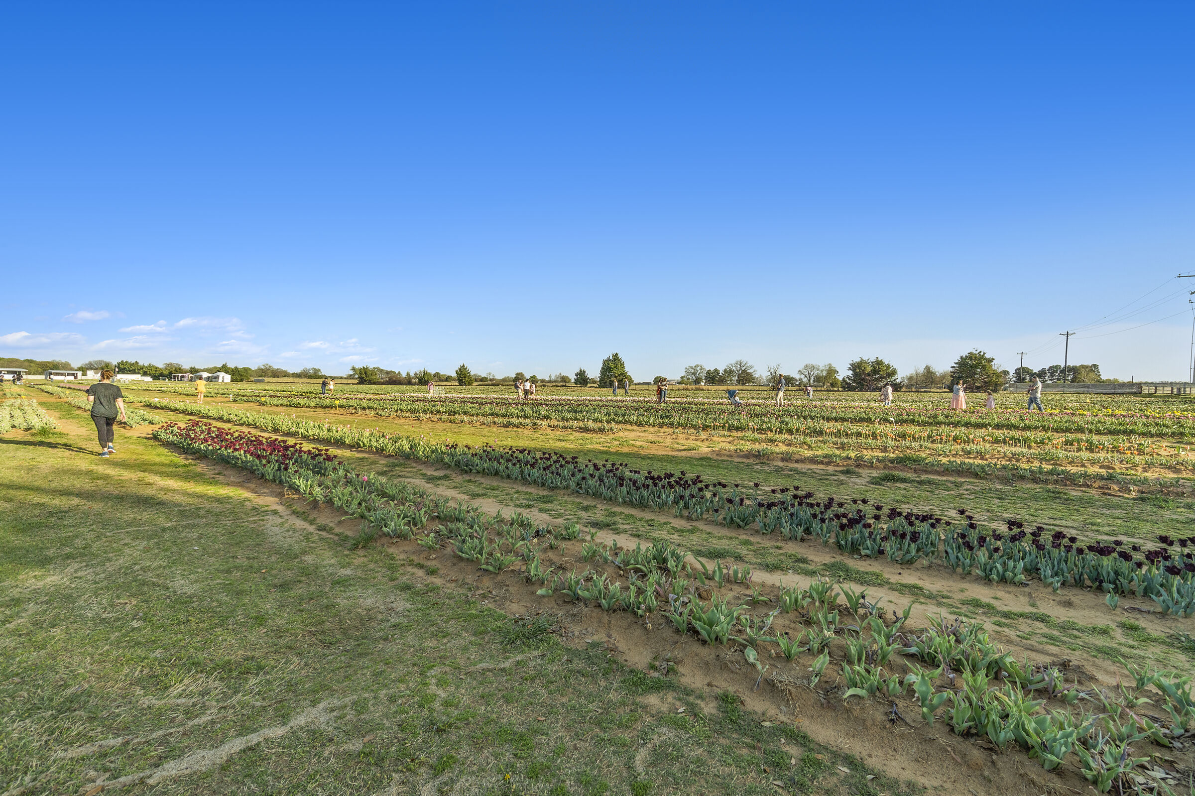 Mobberly Farms