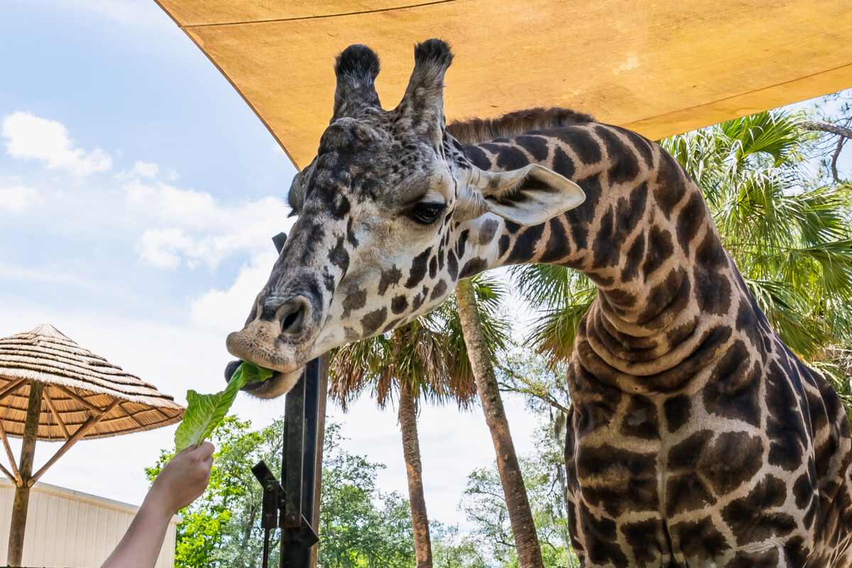 Giraffe