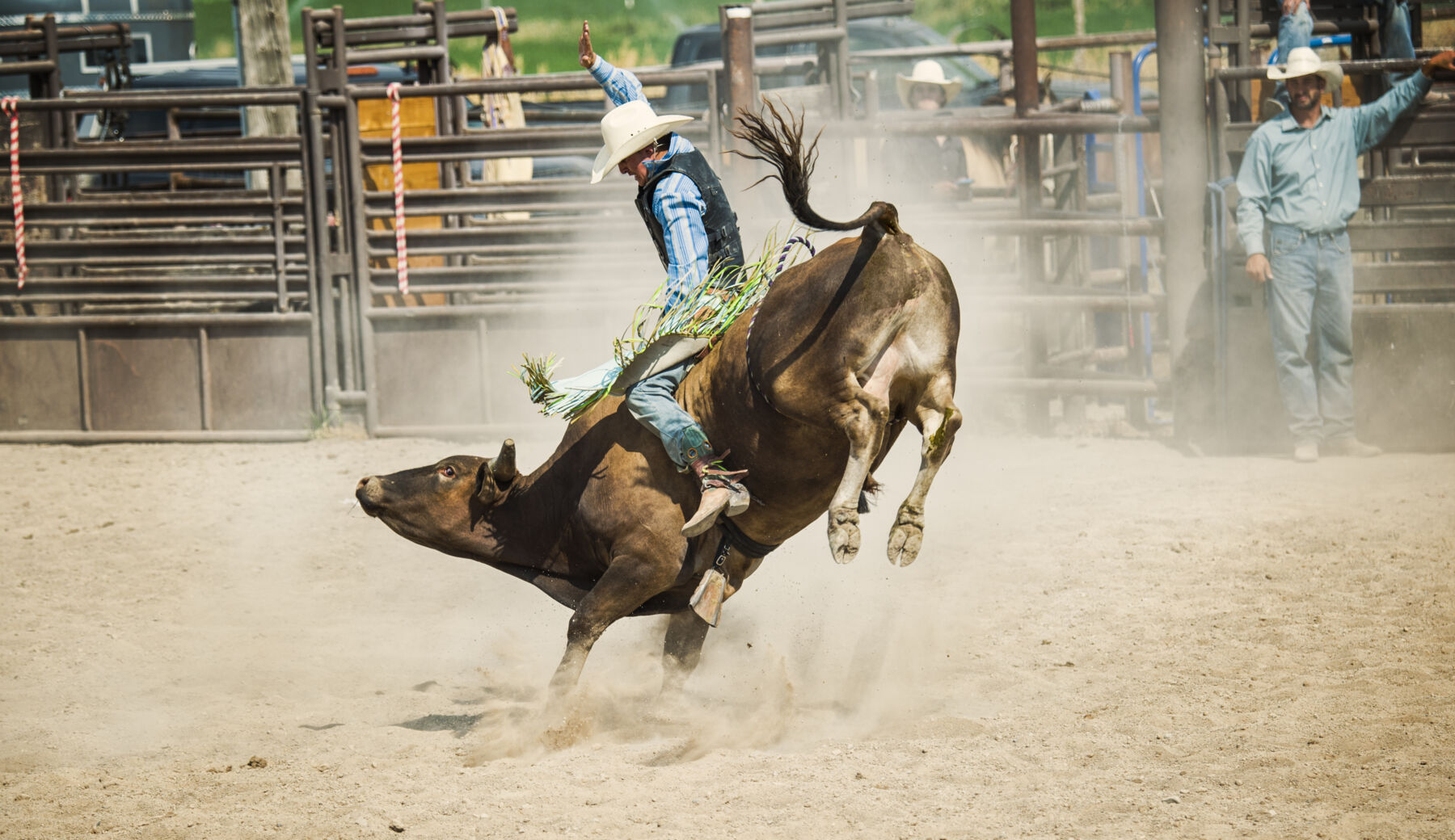 Rodeo Bull Rider