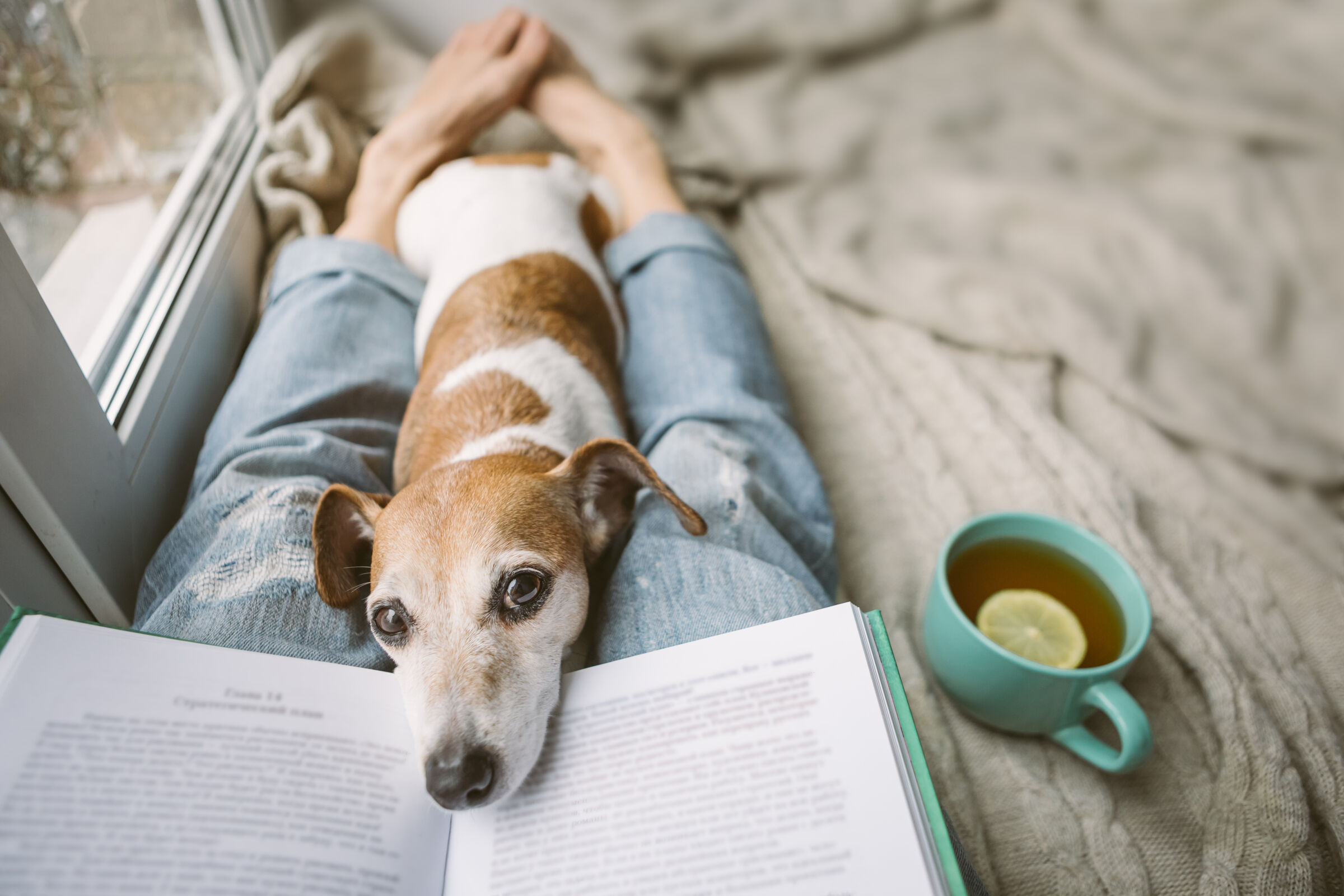 Person Reading and Cuddling Dog