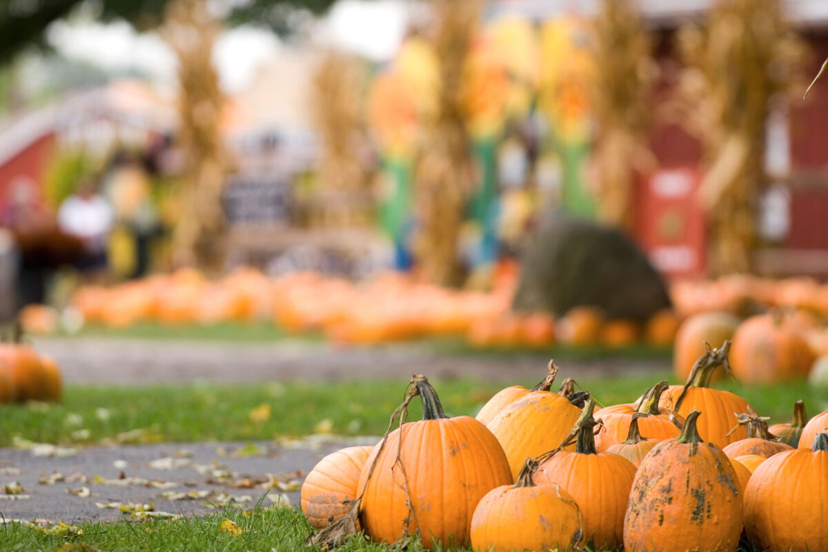 Pumpkins
