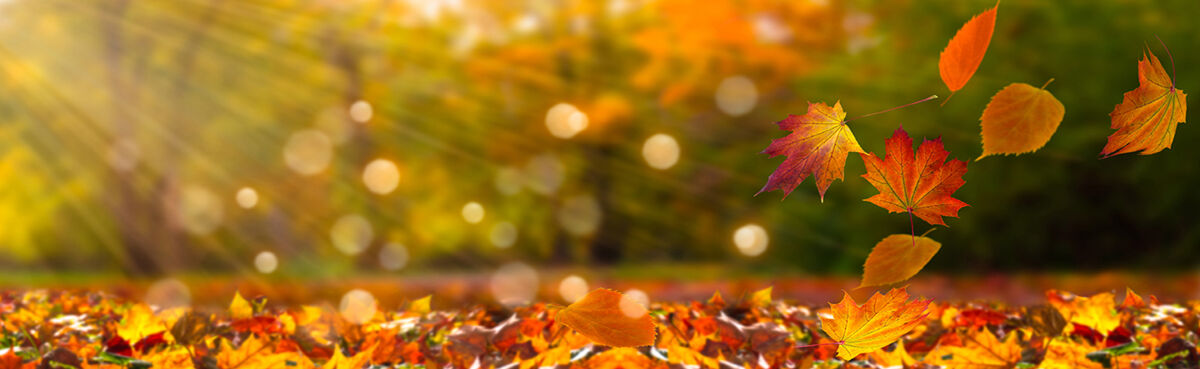 Leaves